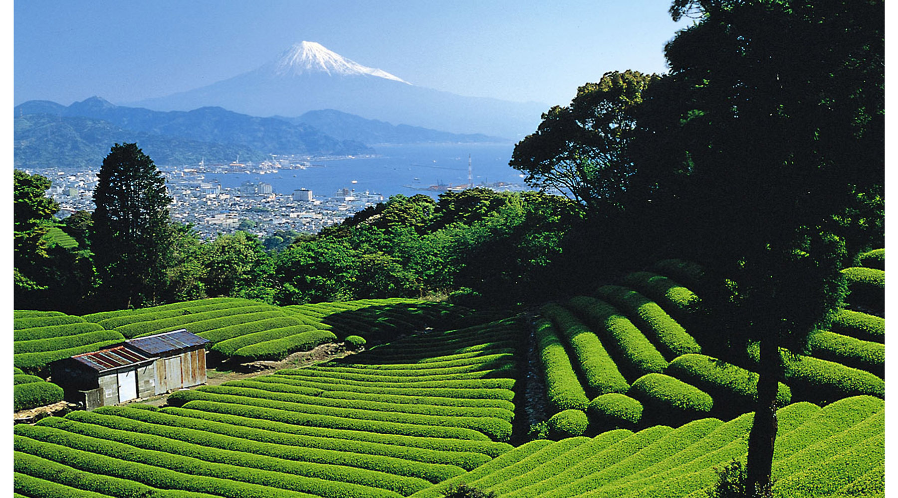 tea-growing-regions-of-japan-tea-lifestyle-journal