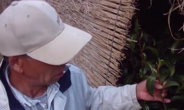 Making of a great Gyokuro