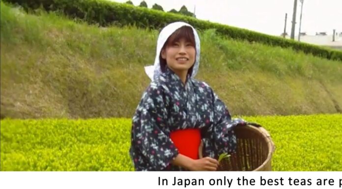 4 Ways to Harvest Tea in Japan